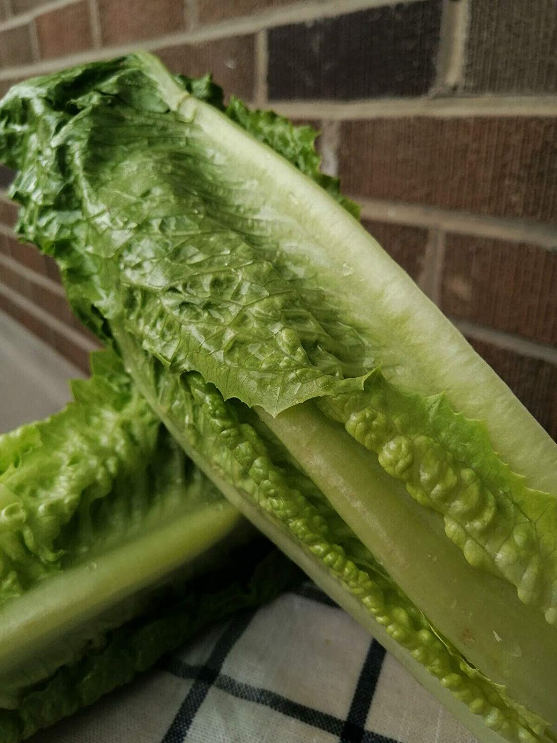 Laitue romaine Cos Hundredfold Parris Island 1000 graines de légumes - Lactuca Sativa sans OGM 