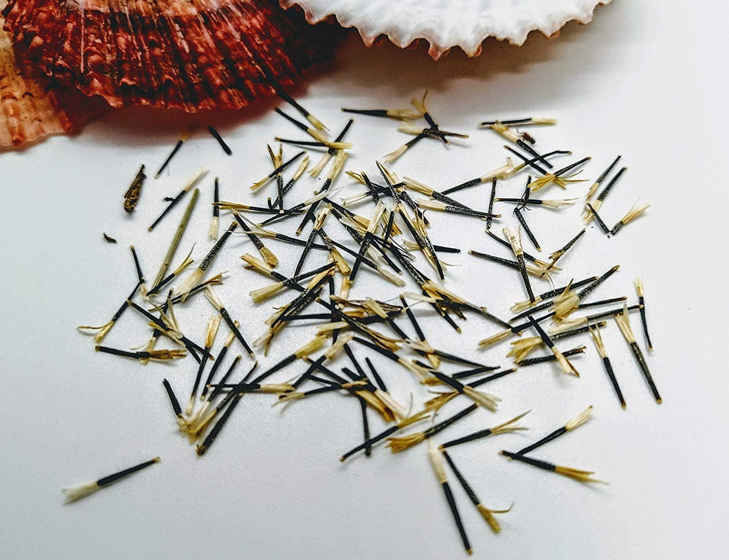 100 graines de soucis du Mexique - Tagetes tenuifolia, fleur comestible 