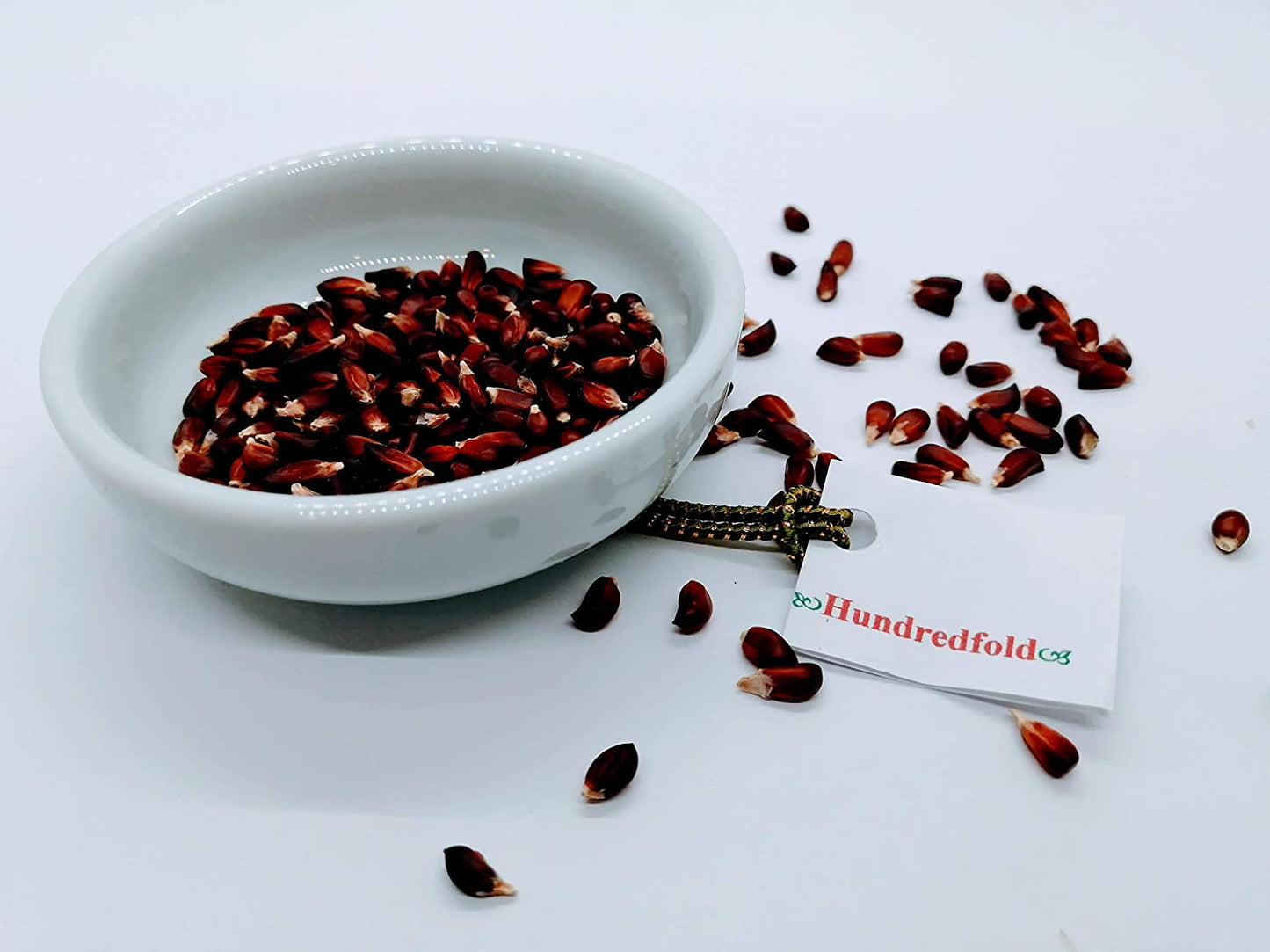 Graines de maïs soufflé aux fraises Hundredfold Pop Corn 200 pour la plantation - Graines de maïs rouge rubis Heirloom non OGM Zea mays Épis décoratifs pour l'affichage d'automne ou utilisés pour faire pousser des micro-pousses/pousses 