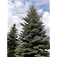 Mature Colorado blue spruce trees with striking silver-blue foliage, perfect for privacy screens or windbreaks.