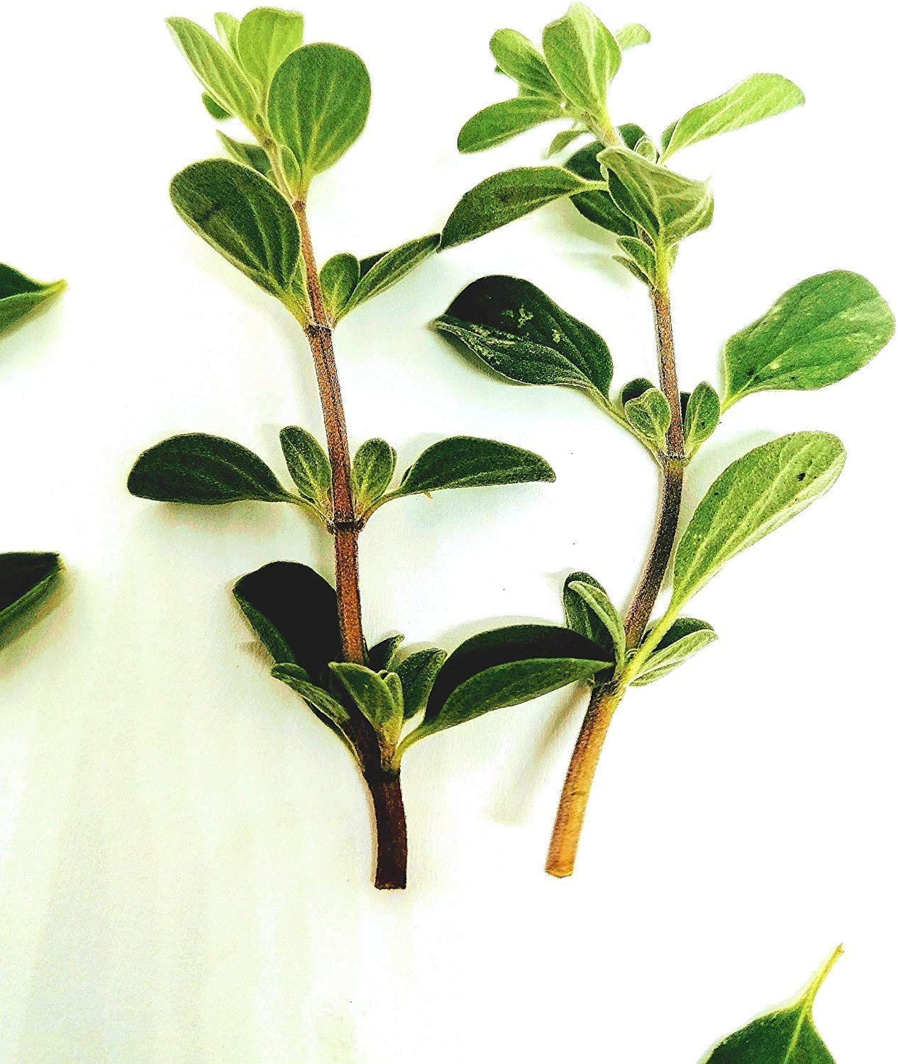 Hundredfold Sweet Marjoram 1000 Seeds - Origanum majorana Heirloom Non-GMO Culinary Herb & Spice
