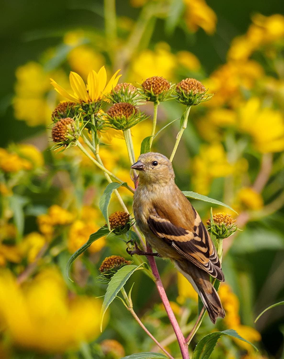 Hundredfold Canada Keystone Wildflower Seed Mix to Support Native Pollinators & Specialist Bees, Seeds Containing New England Aster, Gray Goldenrod & Maximilian Sunflower, Attract Beneficial Bees, Moths and Butterflies