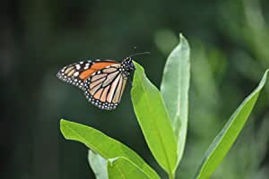 Asclépiade voyante 30 graines - Asclepias speciosa Asclépiade à fleurs sauvages indigènes des États-Unis et du Canada, source de nourriture pour la chenille et le papillon monarque 