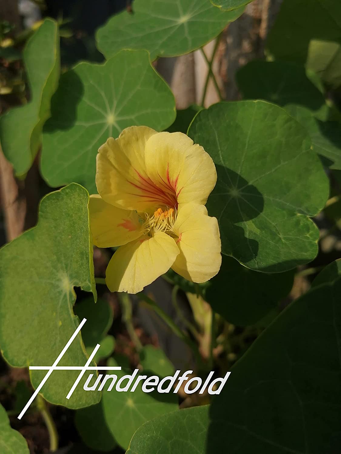 Hundredfold Jewel Mix Nasturtium 30 Seeds - Tropaeolum majus Bush Habit, Easily Grown, Edible Flower
