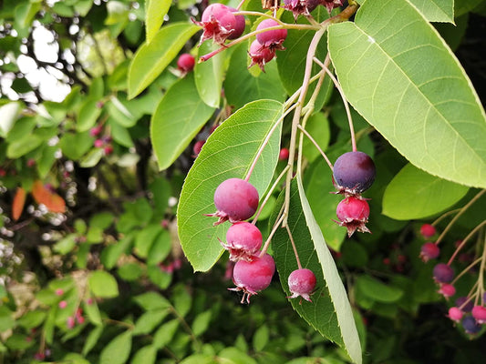 Serviceberry Juneberry June Berry 15 Seeds - Shadblow, Shadbush or Saskatoon Berry Canada and U.S. Native Fruit Shrub, Ontario Grown, Packed and Shipped in Canada