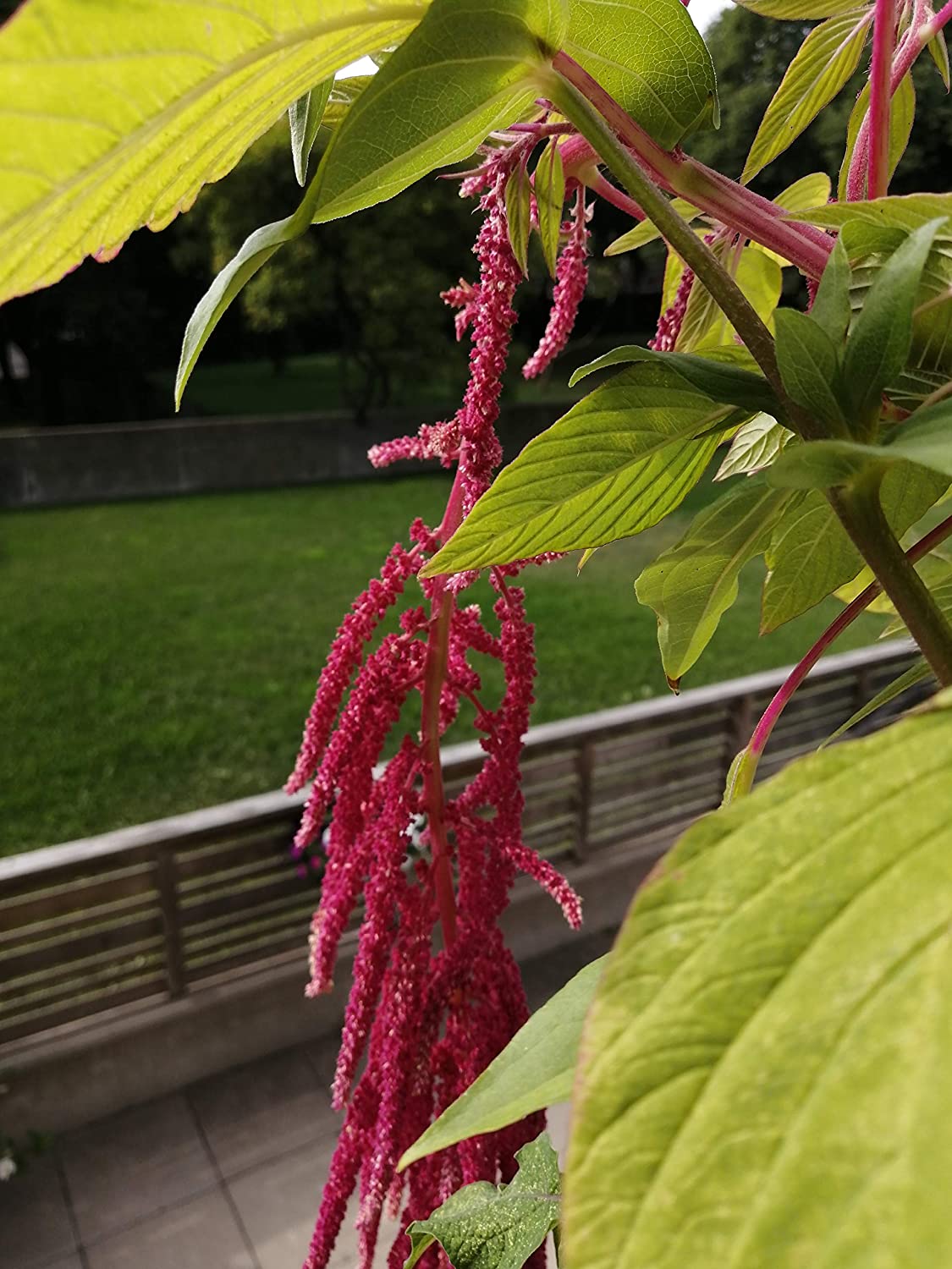Cent fois l'amour se trouve en train de saigner Amarante 1000 graines – Amaranthus caudatus, Heirloom Tassel Flower 