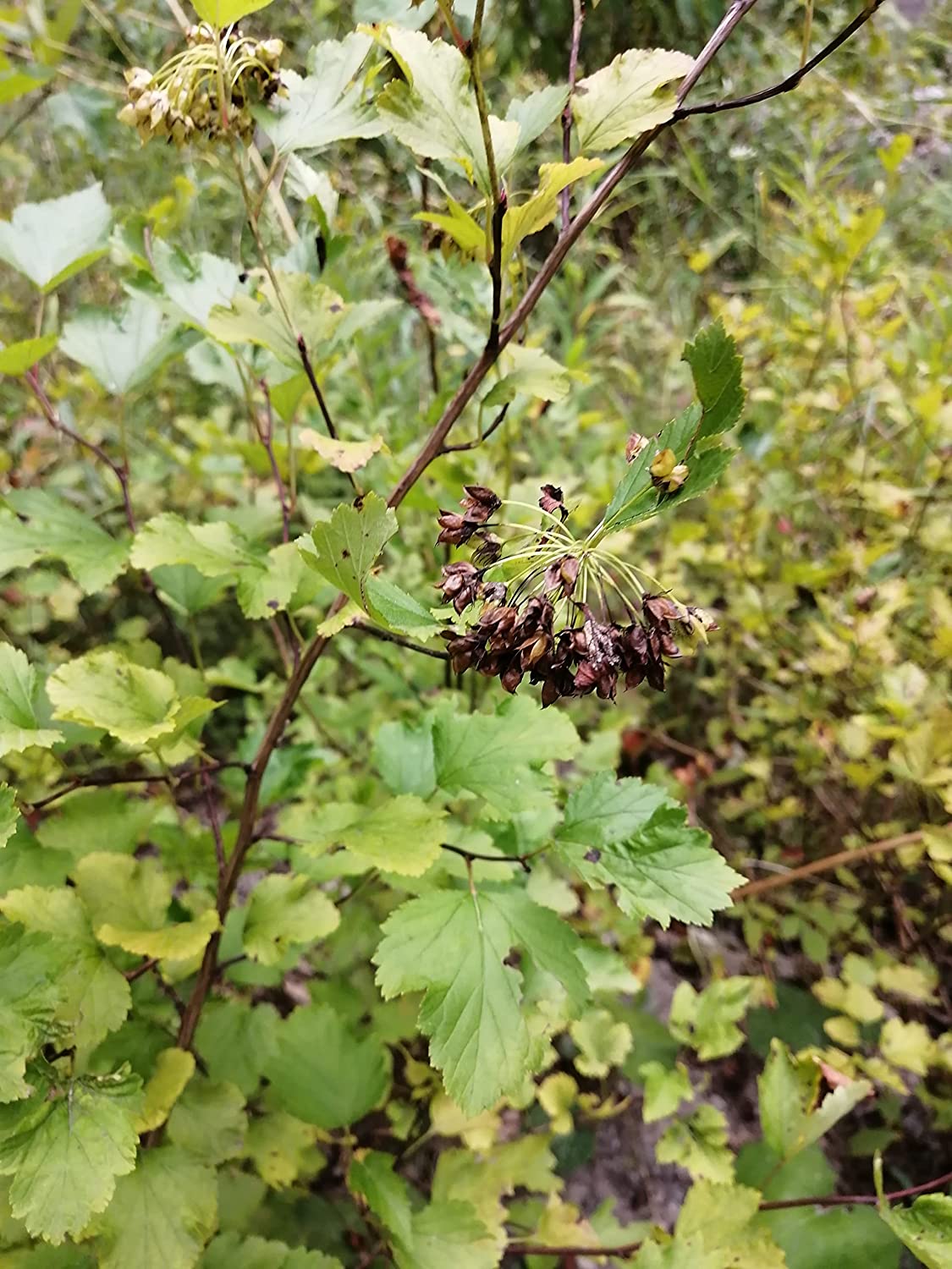 Common Ninebark 30 Seeds - Physocarpus opulifolius North America Native Shrub Low-Maintenance Landscaping Bush