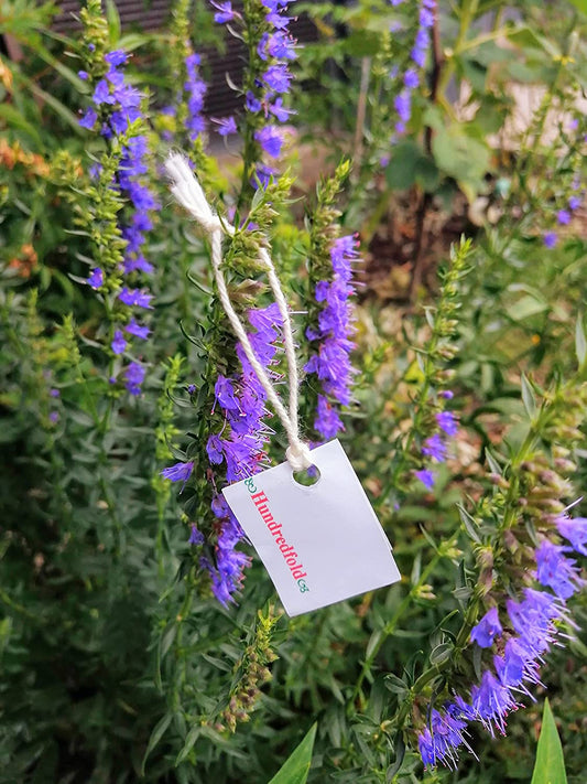 Hundredfold Hyssop 500 Herb Seeds - Hyssopus officinalis Non-GMO Aromatic Medical & Culinary Perennial for Planting