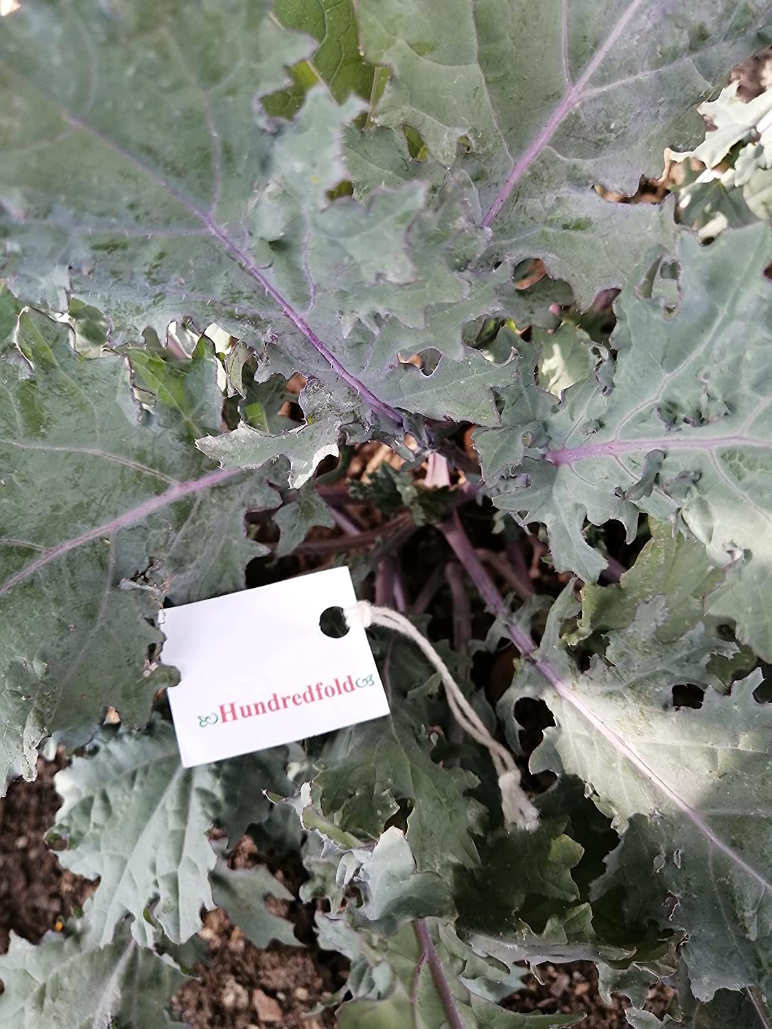 Hundredfold Organic Red Russian Siberian Kale 500 Seeds - Brassica Napus Heirloom Non-GMO, Nutritious Microgreen or Baby Leaf