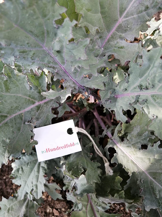 Chou frisé rouge russe sibérien biologique Hundredfold 500 graines - Brassica Napus Heirloom Micro-pousse ou jeune feuille nutritive sans OGM 