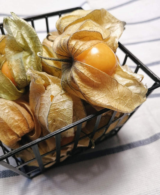 Cerise de terre Physalis pruinosa sans OGM, tomate à coque, fruits mûrs pour collation, tarte ou confiture 