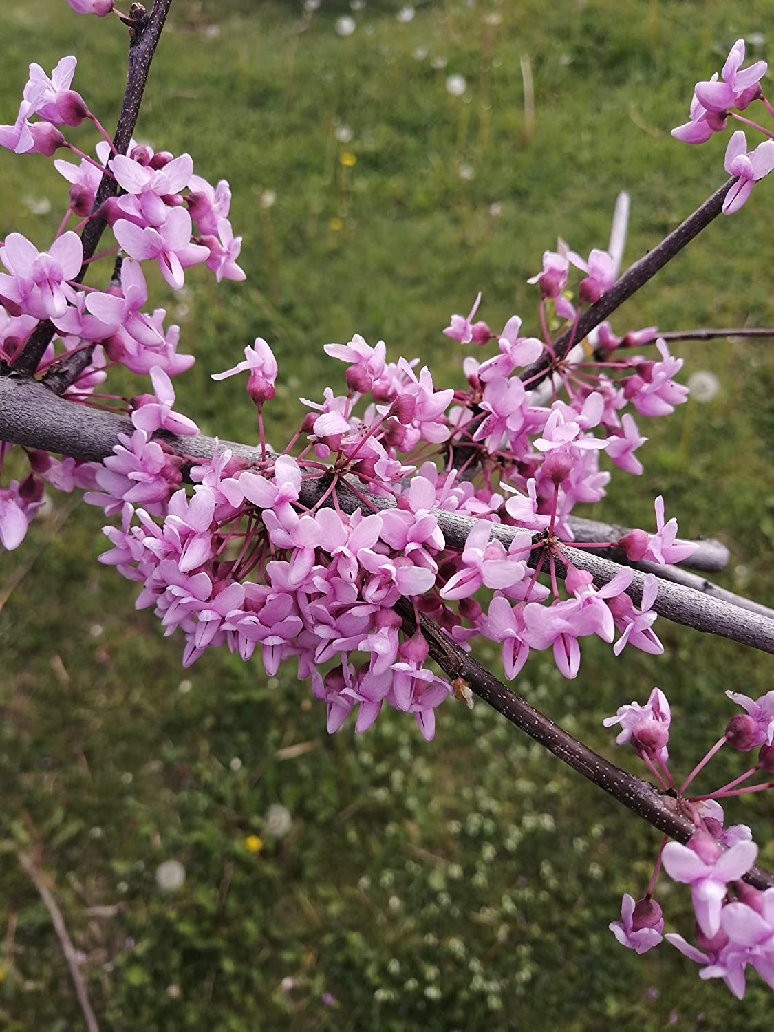 Eastern Redbud 20 Seeds, Cercis Canadensis Ontario Native, Beautiful Spring Blossom, Deer Resistant, Landscaping Shrub or Small Tree, for Lawn Tree & Yard Tree