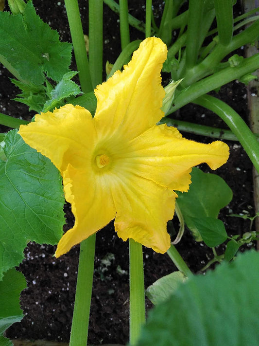 Hundredfold Black Beauty Zucchini Vegetable 30 Seeds - Cucurbita Pepo Heirloom Non-GMO Summer Squash