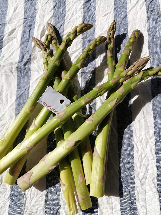 Cent fois 100 graines d'asperges Mary Washington - Asparagus officinalis Sans OGM, cultivez vos propres légumes maison, emballés et expédiés au Canada 
