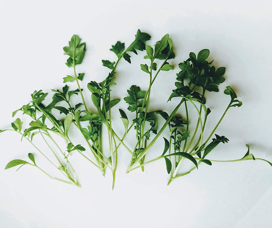 Hundredfold Garden Cress 1000 Herb Seeds - Lepidium sativum Non-GMO Curly Cress, Spicy Microgreen, or Cress Shoot