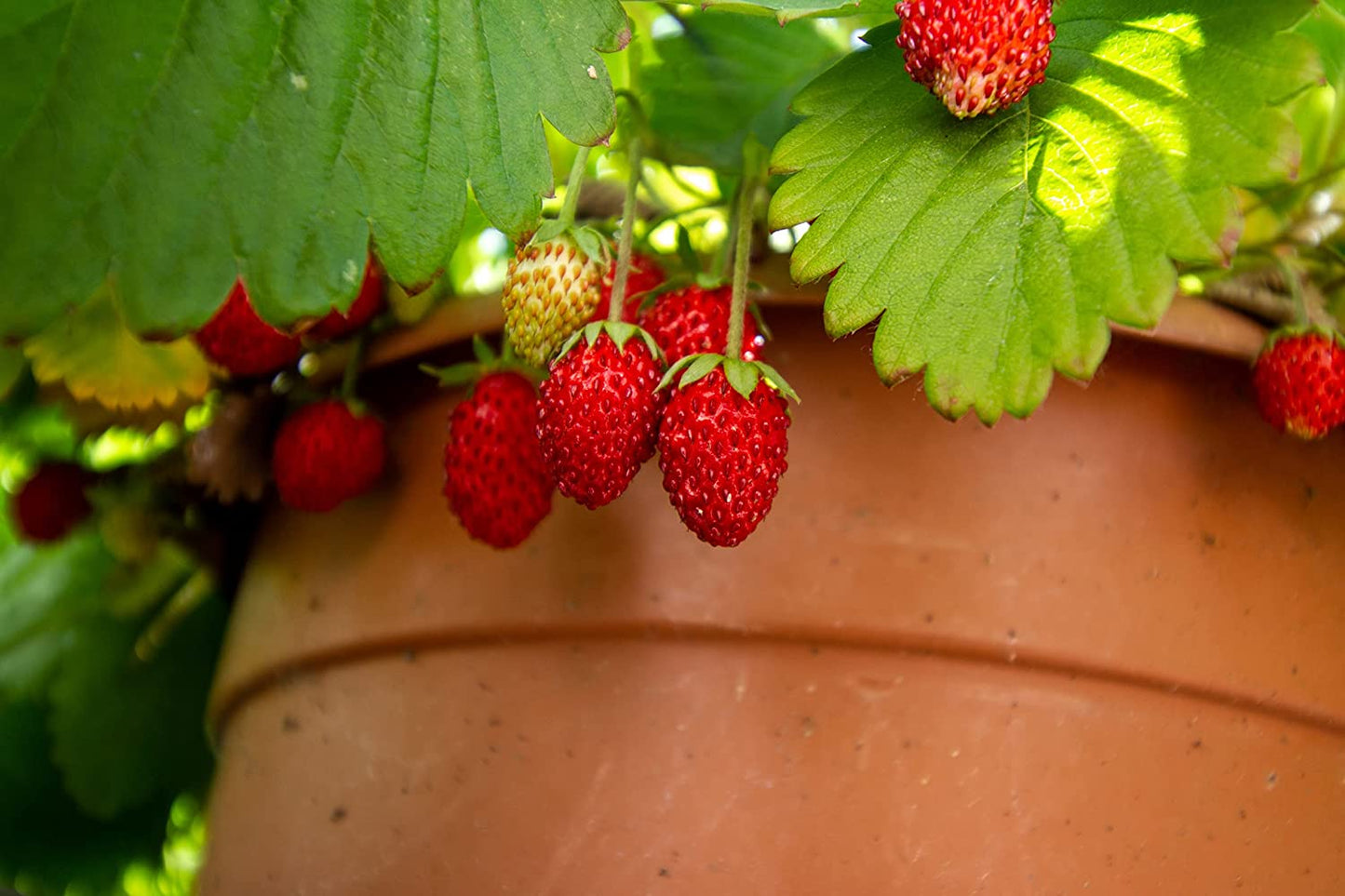 Hundredfold Wild Strawberry 2 Bare-Root Live Plants - Non-GMO Fragaria virginiana, Bare Rooted, Canada Native, Ontario Grown, for Container, Yard, Garden & Ground Cover