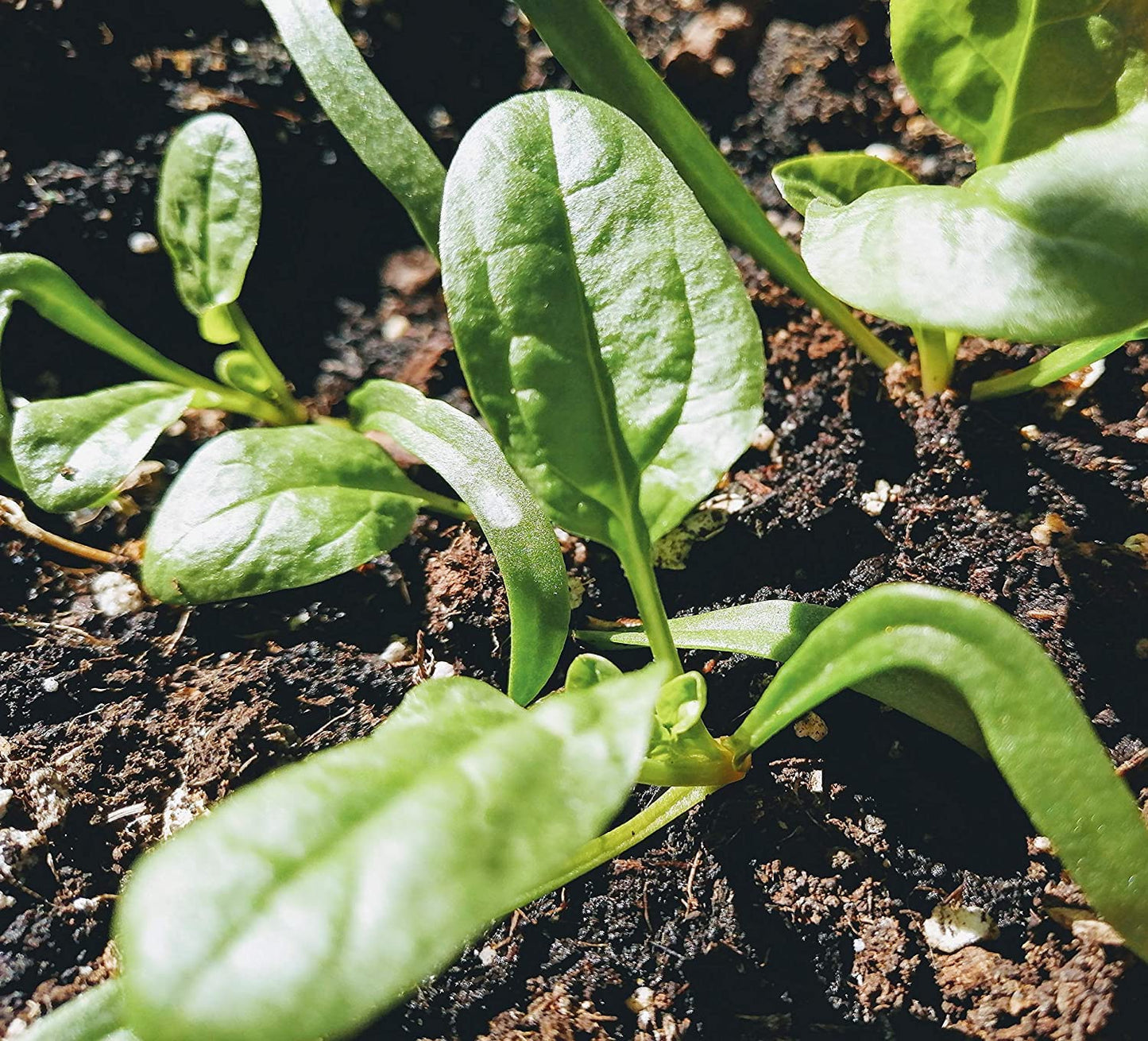 Graines de légumes d'épinards Bloomsdale biologiques Hundredfold 200 - Spinacia oleracea, Heirloom sans OGM, salades vertes, conteneur, plate-bande surélevée ou plantation en plein champ 