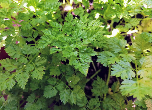 Hundredfold Chervil 500 Herb Seeds - Anthriscus cerefolium French Parsley Non-GMO