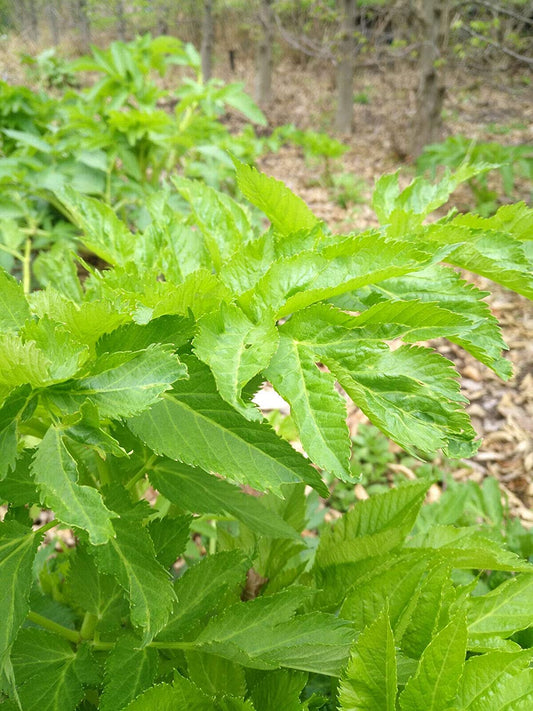 100 graines de livèche au centuple - Levisticum officinale Saveur de céleri et de persil résistante au froid, racines utilisées comme légume, graines comme épice, emballées et expédiées au Canada 
