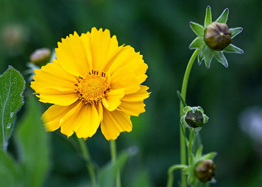 Coreopsis nain à feuilles lancéolées centuples 200 graines de fleurs sauvages indigènes - Coreopsis lanceolata Coreopsis des sables, graines de coccinelle à feuilles lancéolées, fleurs jaunes voyantes, attire les abeilles et les papillons 