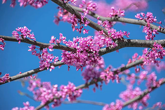 Eastern Redbud 20 Seeds, Cercis Canadensis Ontario Native, Beautiful Spring Blossom, Deer Resistant, Landscaping Shrub or Small Tree, for Lawn Tree & Yard Tree
