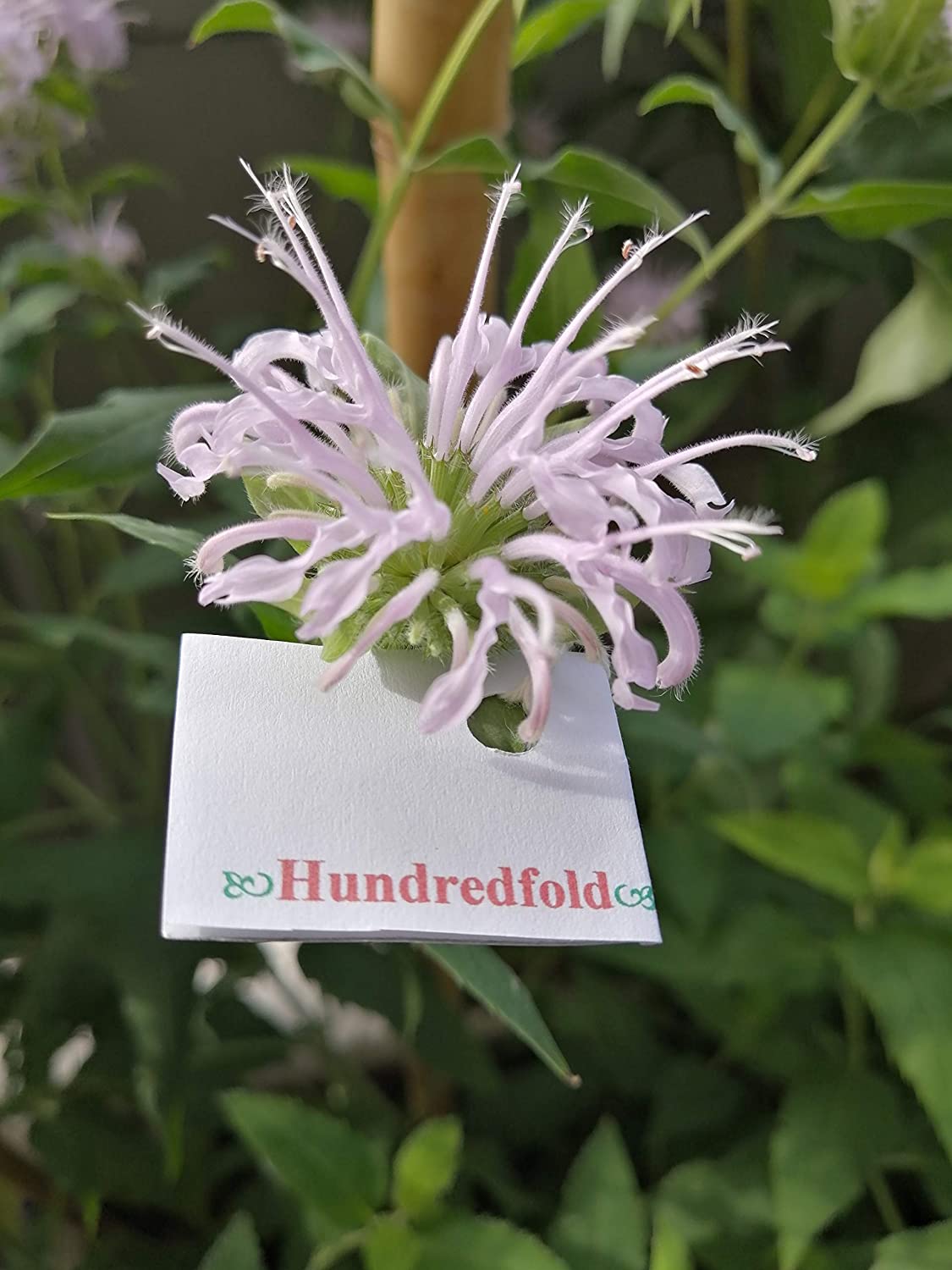 Monarde fistuleuse - 200 graines d'herbes indigènes - Monarda fistulosa - De belles fleurs attirent les abeilles, les papillons et les colibris 