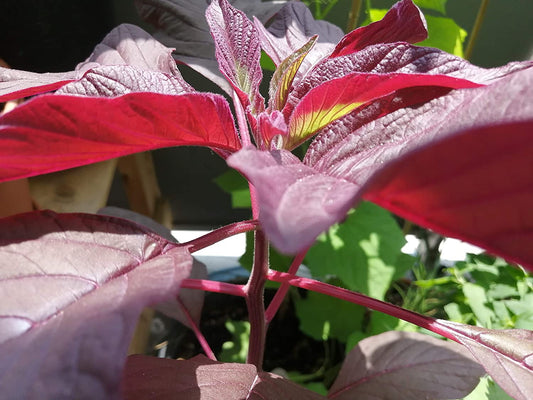 Amarante grenat calaloo rouge 1000 graines - Épinard chinois, Yin Choy, Amaranthus tricolor 