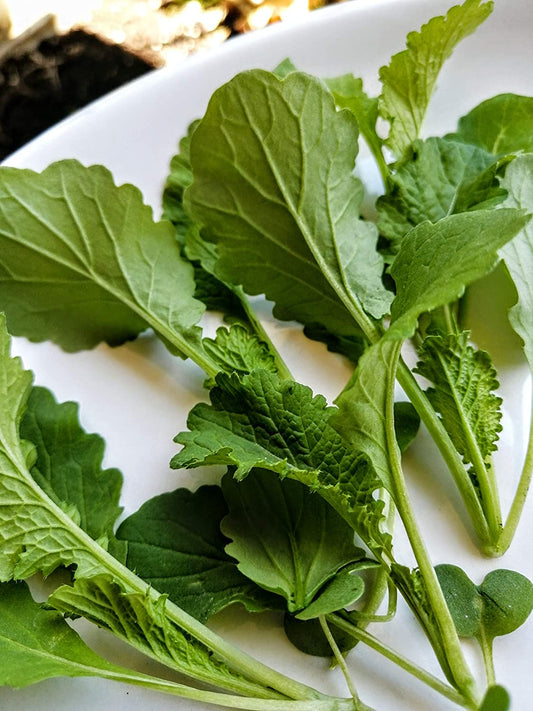 Légumes à la moutarde Hundredfold Green Wave 1000 graines - Micro-pousses sans OGM, légumes verts asiatiques ou salade 