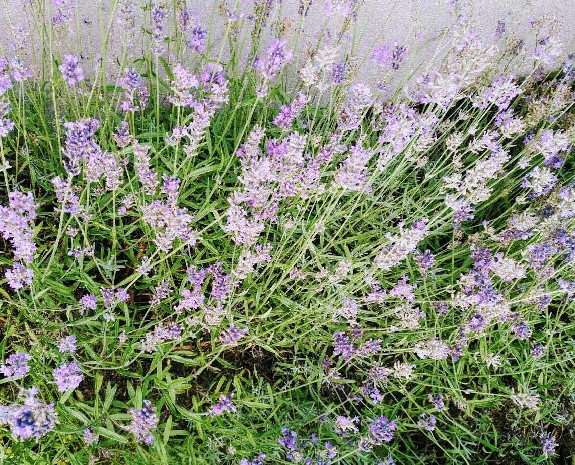 Lavande anglaise au centuple Lavandula angustifolia 200 graines - Lavande Vera, véritable lavande Heirloom, graines d'herbes non OGM, avec des fleurs parfumées et des feuilles rafraîchissantes 