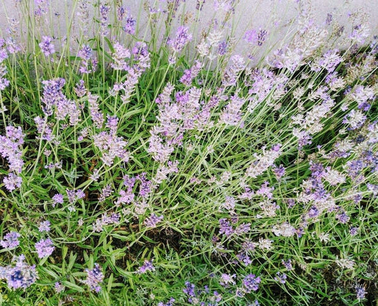 Hundredfold English Lavender Lavandula angustifolia 200 Seeds - Lavender Vera, True Lavender Heirloom Non-GMO Herb Seeds, with Fragrant Flowers and Refreshing Leaves