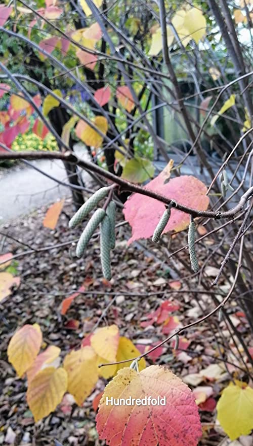 Graines de noisetier centuple résistantes au froid 4 graines d'arbre - Corylus Noix de noisetier cultivées en Ontario sans OGM 