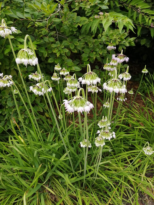 Cent fois 100 graines d'oignon sauvage penché - Allium cernuum Herbe vivace formant du gazon des prairies indigènes du Canada et des États-Unis 