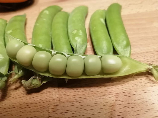 Graines de pois verts Hundredfold Green Arrow 50 graines de légumes - Petits pois anglais de jardin sans OGM, cultivez vos propres aliments, emballés et expédiés au Canada 