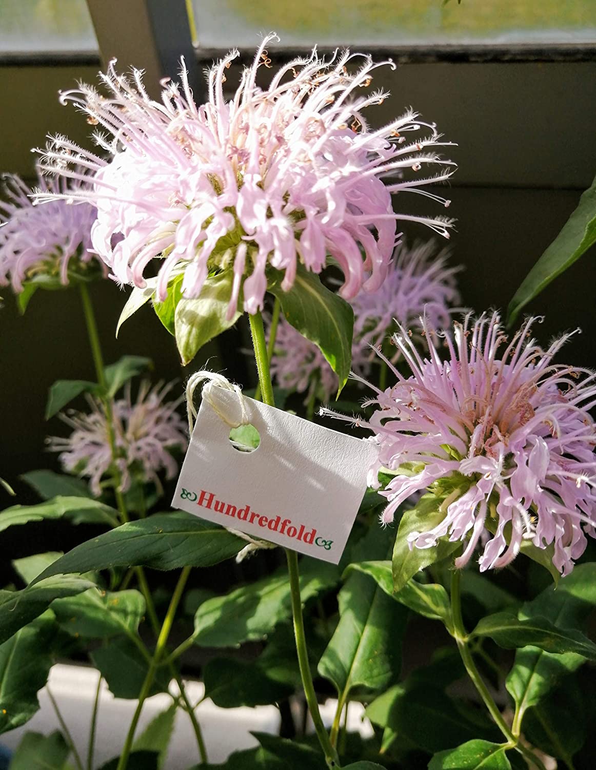 Monarde fistuleuse - 200 graines d'herbes indigènes - Monarda fistulosa - De belles fleurs attirent les abeilles, les papillons et les colibris 