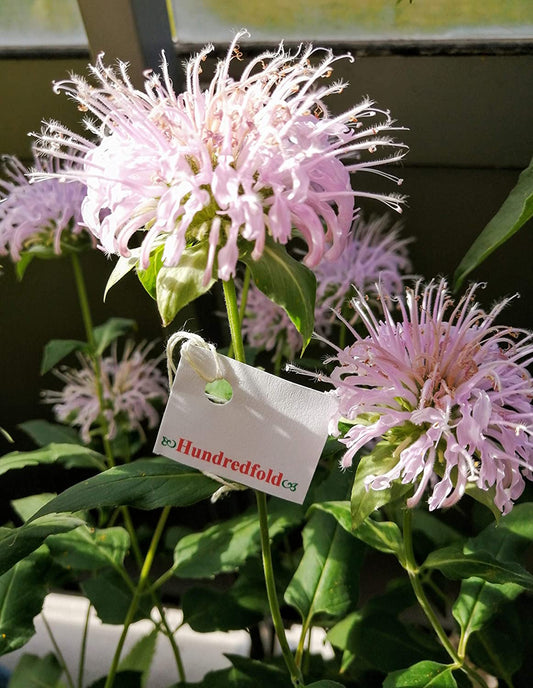 Organic Wild Bergamot Bee Balm 200 Native Herb Seeds - Monarda fistulosa Beautiful Flowers Attract Bees, Butterflies and Hummingbirds