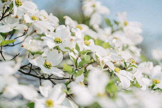 Cornouiller à fleurs centuples 10 graines – Cornus florida Arbuste indigène Petit arbre Arbre de pelouse Attrayant pour les oiseaux Cornouiller de Virginie, Cornouiller blanc, Cornouiller 