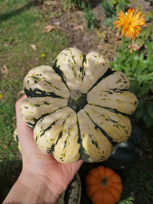 Courge d'hiver Sweet Dumpling 30 graines - Cucurbita Pepo Courge Delicata sans OGM pour la plantation dans le jardin et la cour 