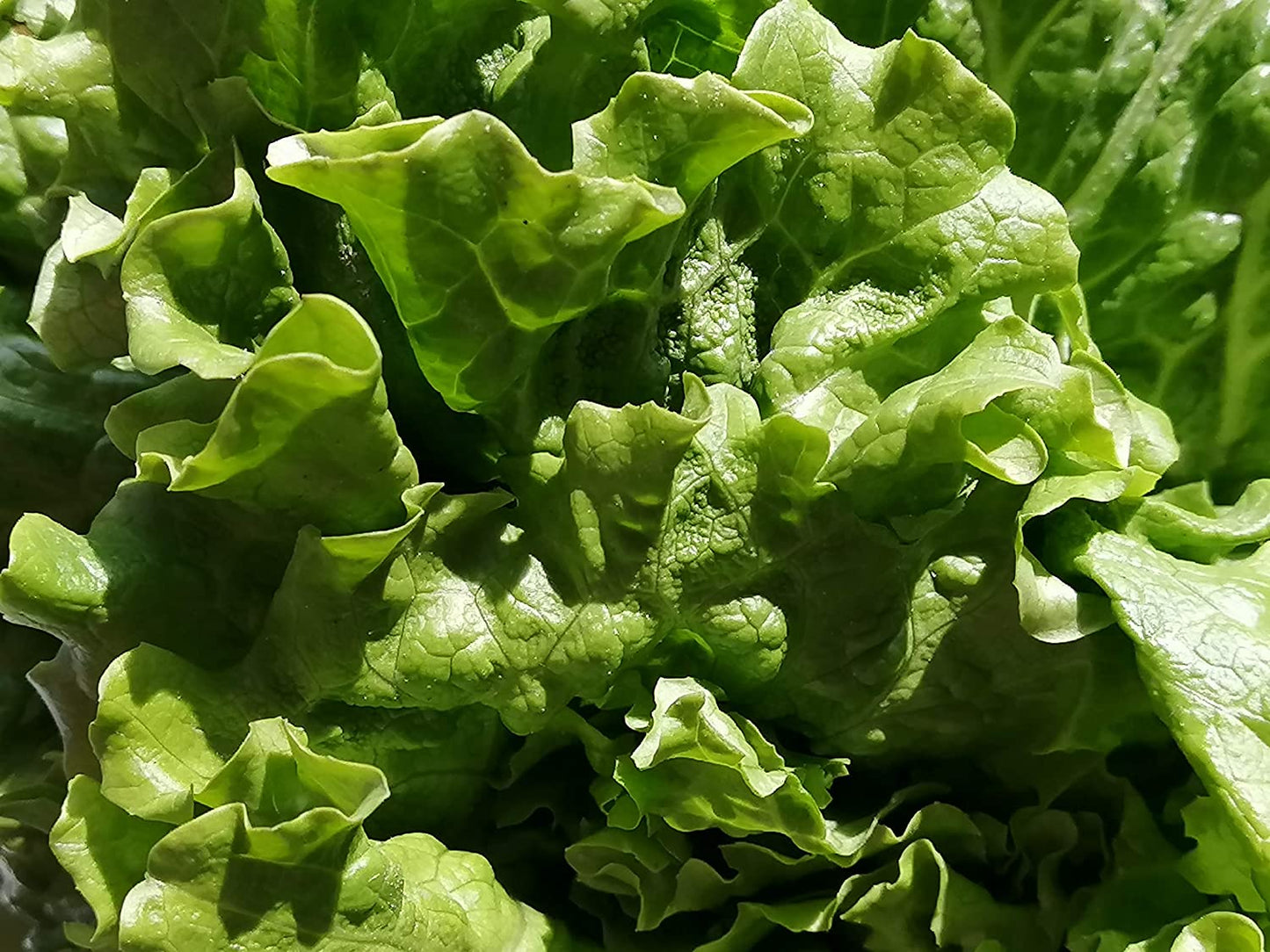 Hundredfold Organic Black Seeded Simpson Lettuce 1000 Vegetable Seeds - Lactuca Sativa Heirloom Looseleaf Loose Leaf Lettuce Non-GMO for Home Garden Yard Balcony & Indoor Planting