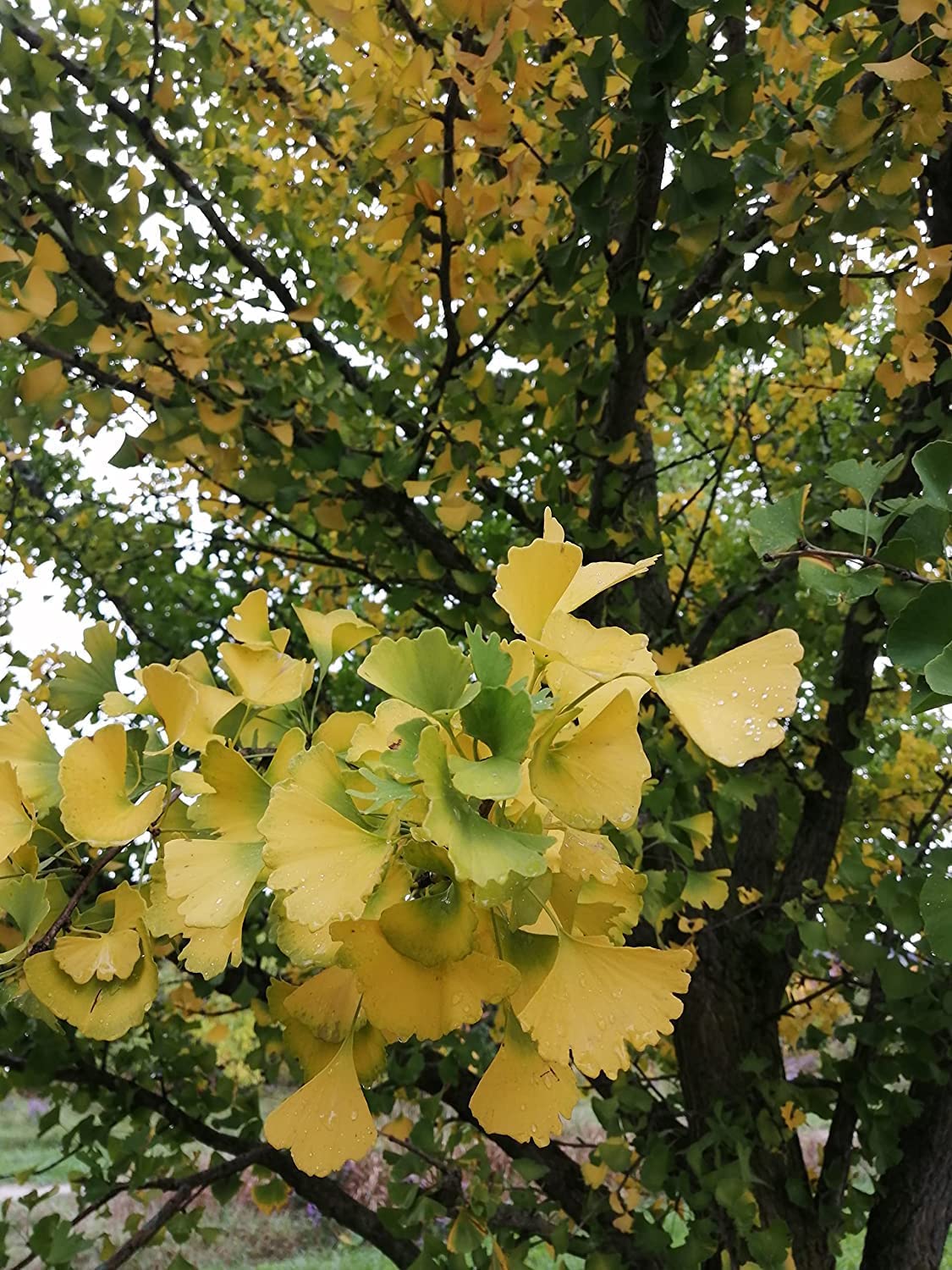 50 graines d'arbres de Ginkgo à planter, Ginkgo biloba, Gingko, cultivé en Ontario, couleur d'automne dorée 