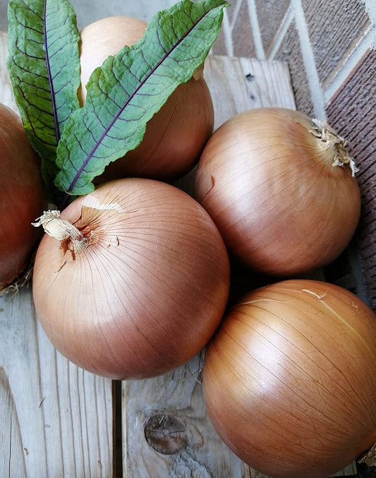 Lot de 100 graines de légumes d'oignon doux Walla Walla - Allium Heirloom sans OGM, de grande taille, savoureux et résistant au froid, emballées et expédiées au Canada 