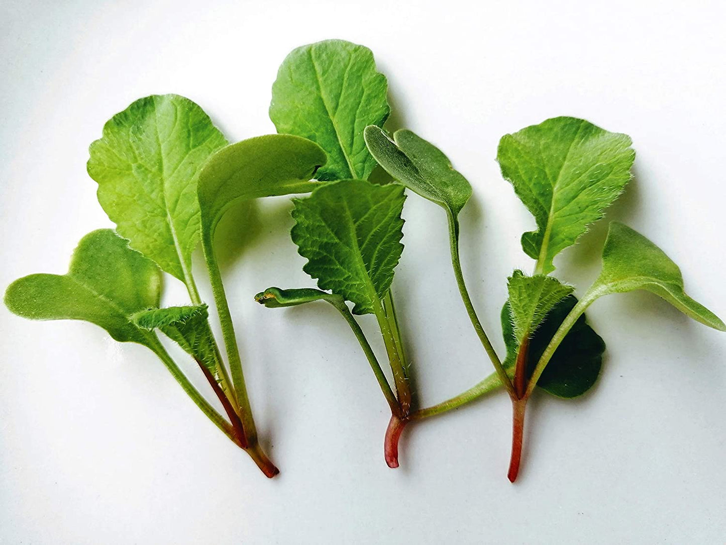 Hundredfold Organic China Rose Radish 5 Grams Vegetable Seeds - Raphanus sativus Heirloom Non-GMO for Planting, Microgreen, Baby Leaf or Winter Radish