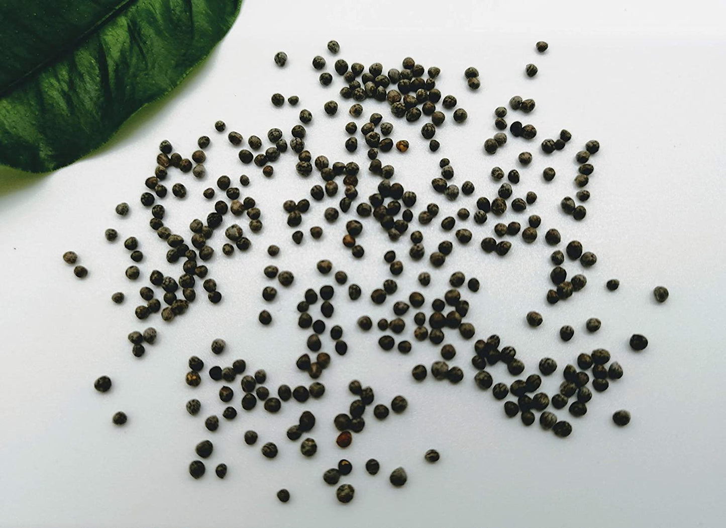 Hundredfold Green Shiso Perilla 200 Seeds - Perilla frutescens Non-GMO Asian Herb, Zisu or Japanese Basil for Sushi & Seafood
