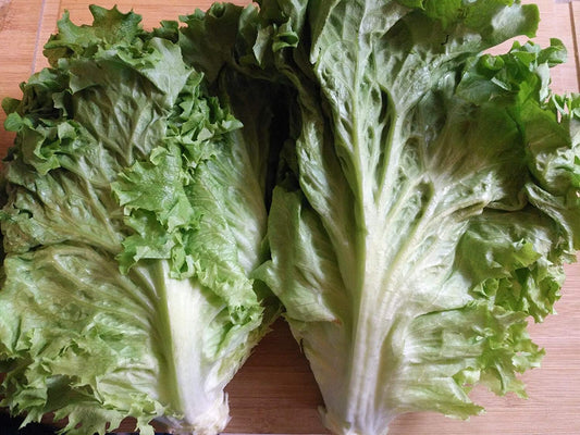 Laitue Simpson biologique à graines noires Hundredfold 1000 graines de légumes - Lactuca Sativa Heirloom Looseleaf Loose Leaf Laitue sans OGM pour la maison, le jardin, la cour, le balcon et la plantation intérieure 