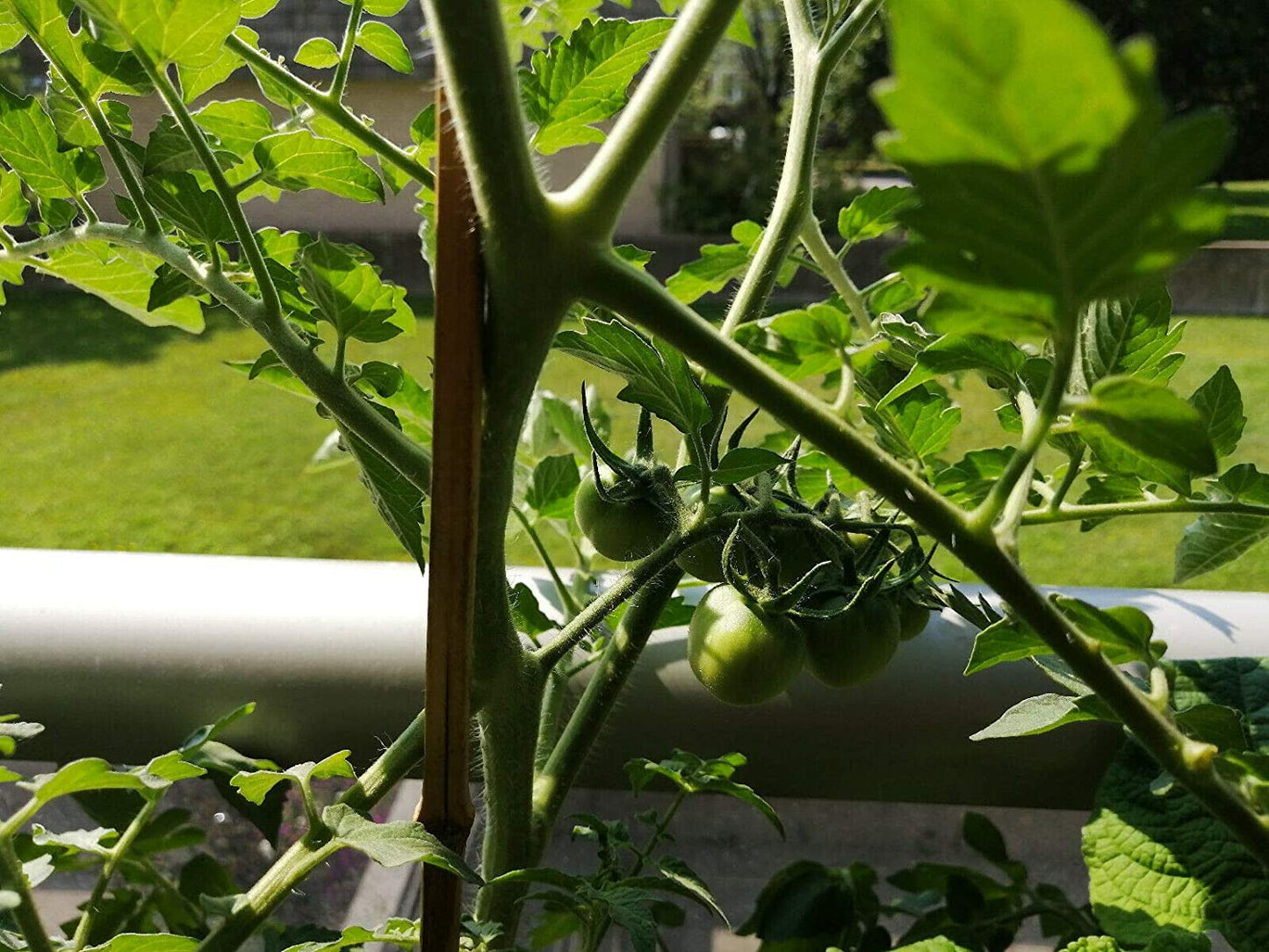Tomate cerise Hundredfold Gardener's Delight 30 graines de légumes - Sugar Lump, à pollinisation libre, sans OGM 