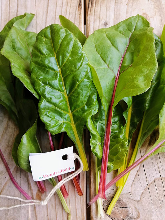Graines de blettes arc-en-ciel aux couleurs mélangées au centuple 100 graines de légumes – Beta vulgaris Non OGM Cultivez vos propres aliments et embellissez votre espace 