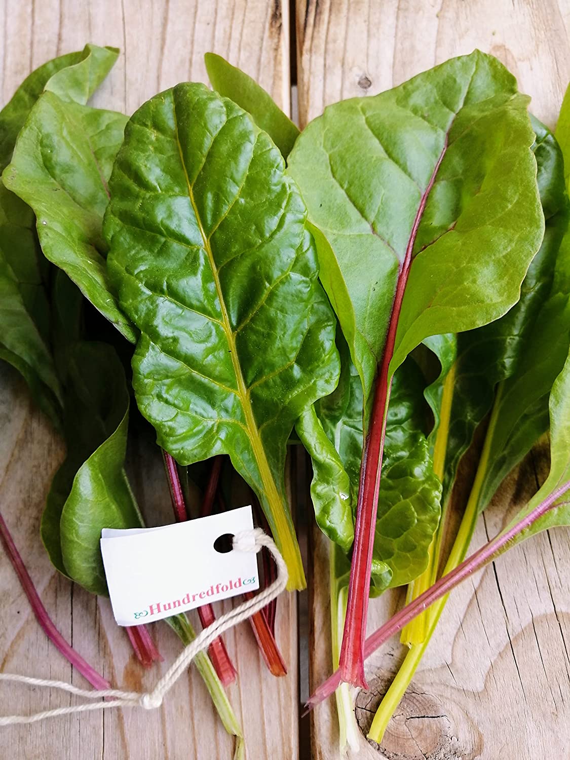 Hundredfold Mixed Color Rainbow Swiss Chard 100 Vegetable Seeds – Beta vulgaris Non-GMO Grow Your Own Food & Beautify Your Space