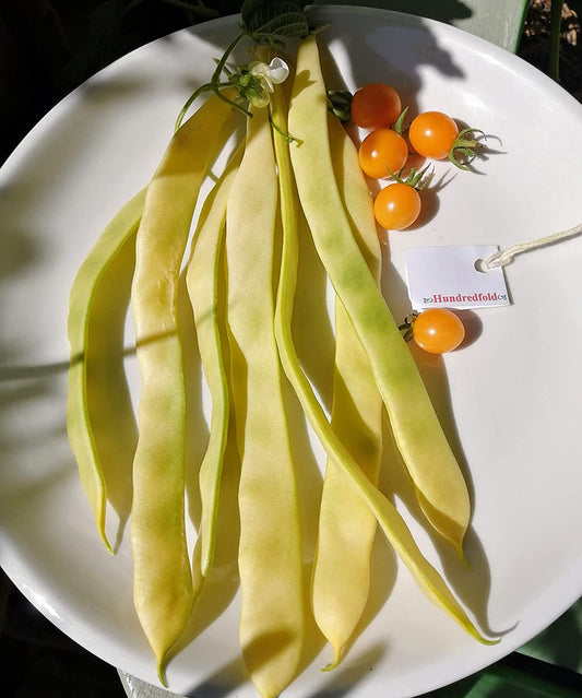Haricot grimpant Golden Gate 30 graines de légumes - Haricot mange-tout jaune Romano sans OGM 