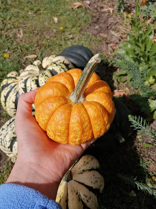 Citrouille miniature Hundredfold Jack Be Little 30 graines à planter – Cucurbita Pepo Citrouille bébé sans OGM pour la décoration ou la consommation, jardin d'enfants