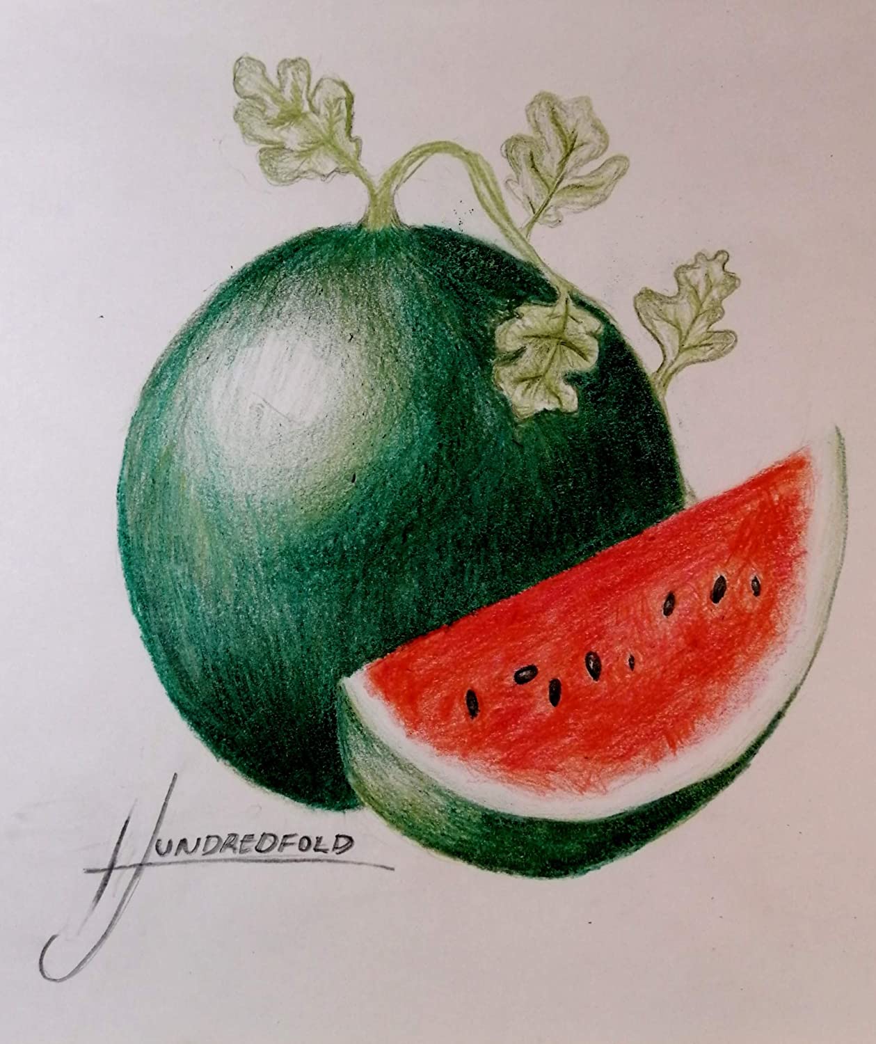 Hundredfold Organic Sugar Baby Watermelon 50 Seeds - Citrullus lanatus Heirloom Non-GMO Sweet Fruits