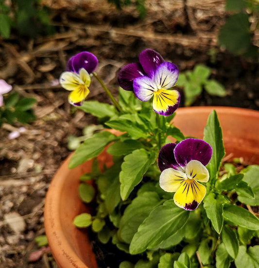 Johnny-Jump-Up 100 graines - Viola Tricolor Pensée de coeur sans OGM, Pensée sauvage, Fleurs comestibles 